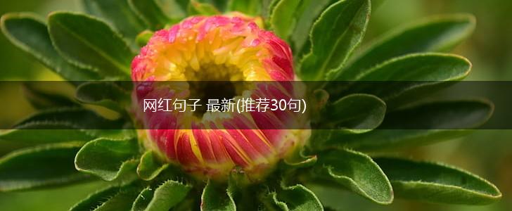 网红句子 最新(推荐30句),第1张
