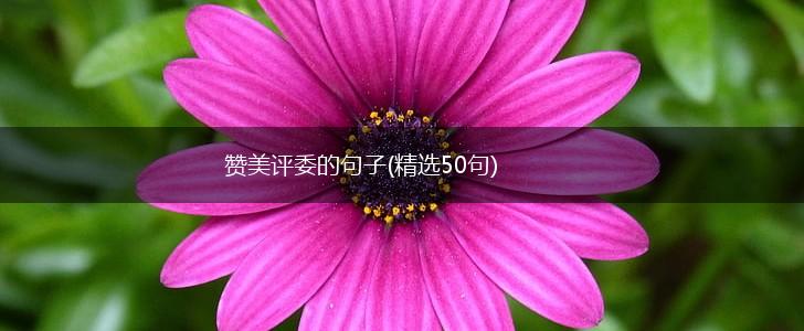 赞美评委的句子(精选50句),第1张
