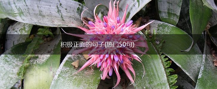 积极正面的句子(热门50句),第1张