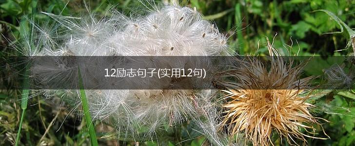 12励志句子(实用12句),第1张