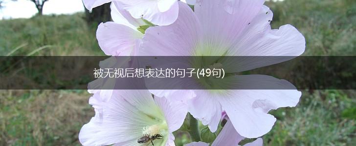 被无视后想表达的句子(49句),第1张