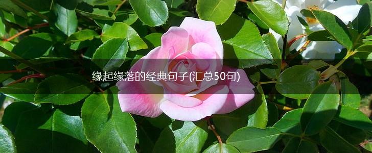 缘起缘落的经典句子(汇总50句),第1张
