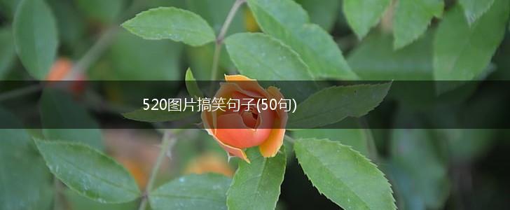 520图片搞笑句子(50句),第1张