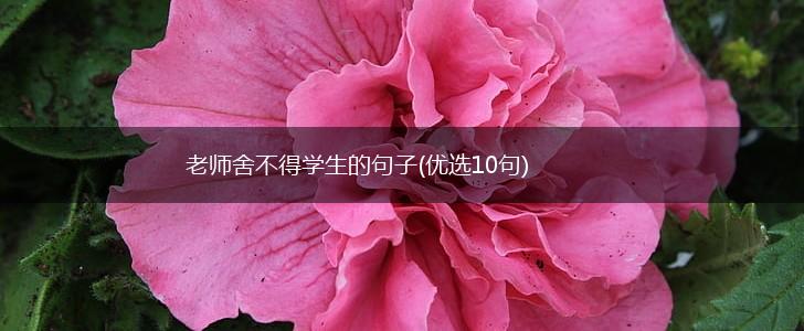 老师舍不得学生的句子(优选10句),第1张