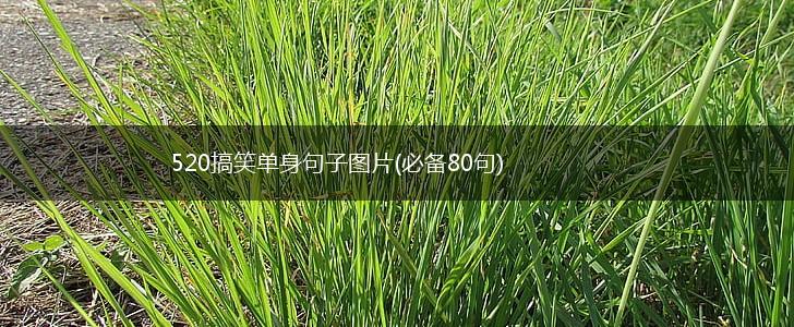 520搞笑单身句子图片(必备80句),第1张