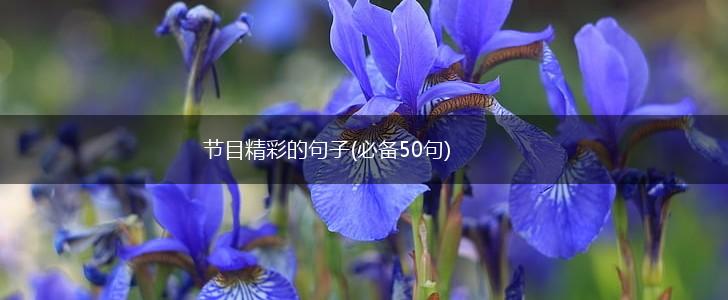 节目精彩的句子(必备50句),第1张
