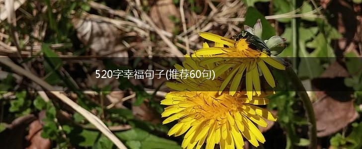 520字幸福句子(推荐60句),第1张