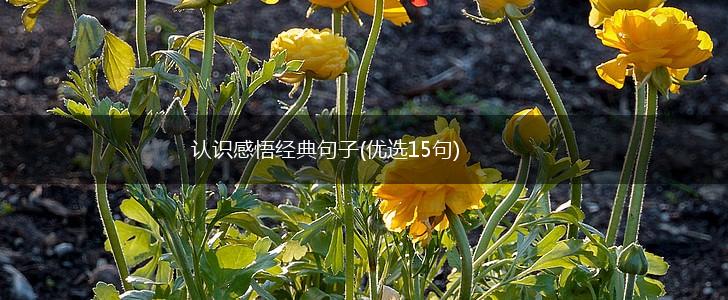认识感悟经典句子(优选15句),第1张