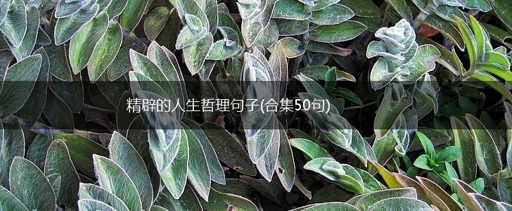 精辟的人生哲理句子(合集50句),第1张