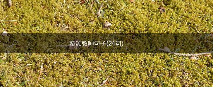 赞颂教师句子(24句),第1张