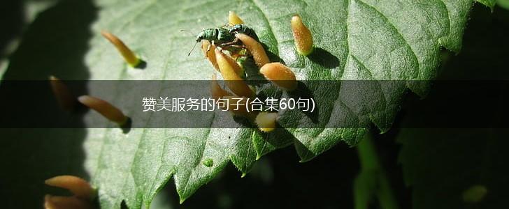 赞美服务的句子(合集60句),第1张