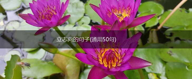 立志向的句子(通用50句),第1张