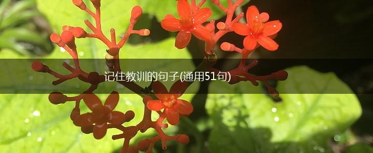 记住教训的句子(通用51句),第1张