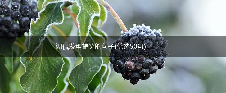调侃发型搞笑的句子(优选50句),第1张