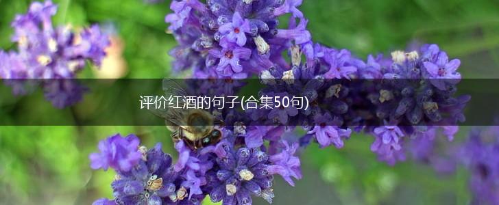 评价红酒的句子(合集50句),第1张
