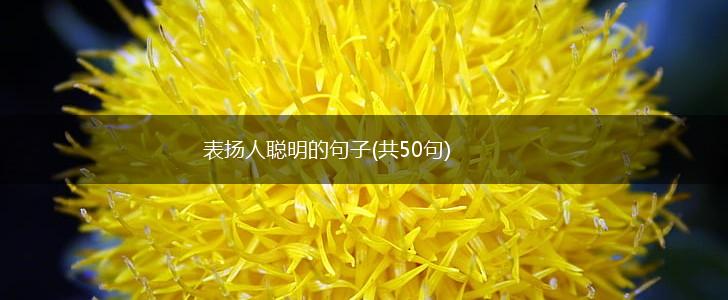 表扬人聪明的句子(共50句),第1张
