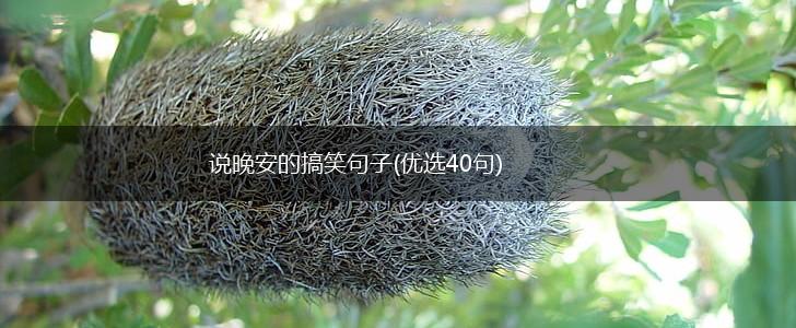 说晚安的搞笑句子(优选40句),第1张