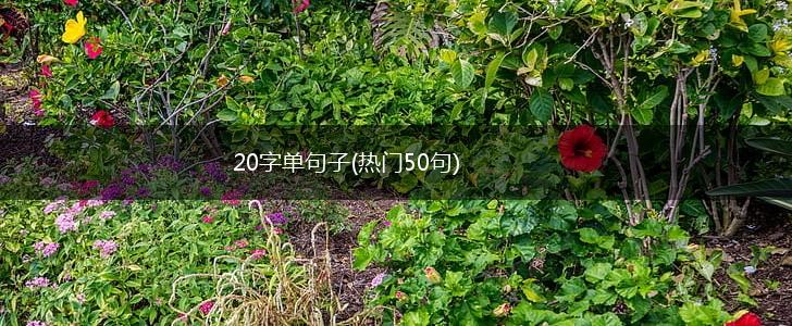 20字单句子(热门50句),第1张