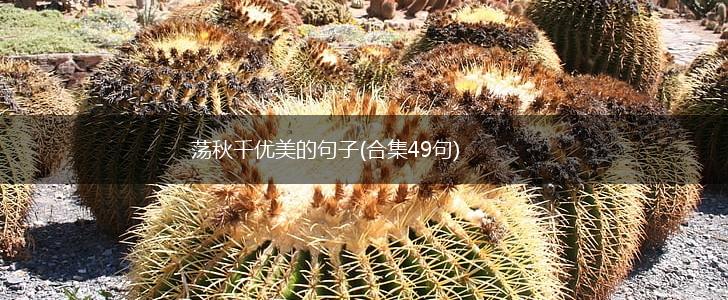 荡秋千优美的句子(合集49句),第1张