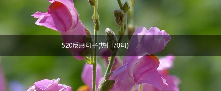 520反感句子(热门70句),第1张