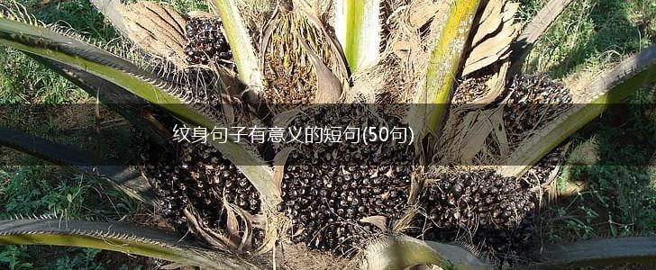 纹身句子有意义的短句(50句),第1张