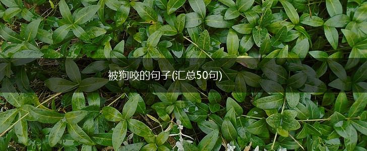 被狗咬的句子(汇总50句),第1张