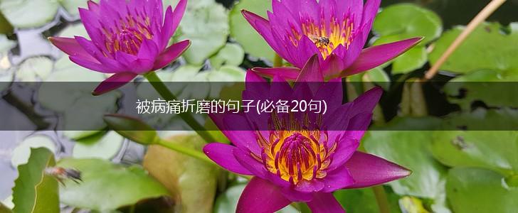 被病痛折磨的句子(必备20句),第1张
