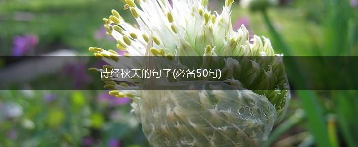 诗经秋天的句子(必备50句),第1张