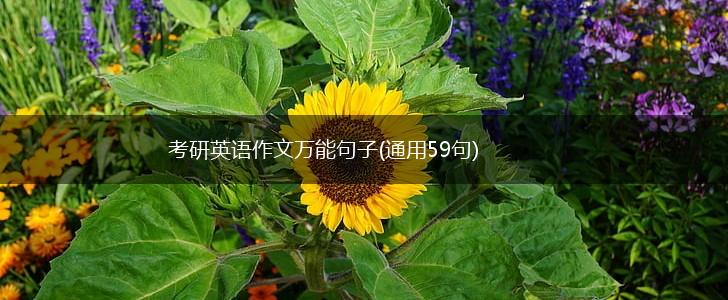 考研英语作文万能句子(通用59句),第1张