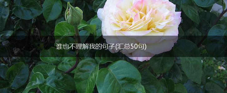 谁也不理解我的句子(汇总50句),第1张