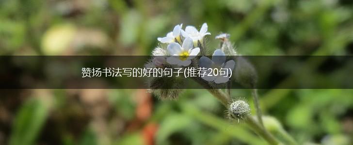 赞扬书法写的好的句子(推荐20句),第1张