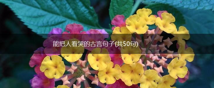 能把人看哭的古言句子(共50句),第1张