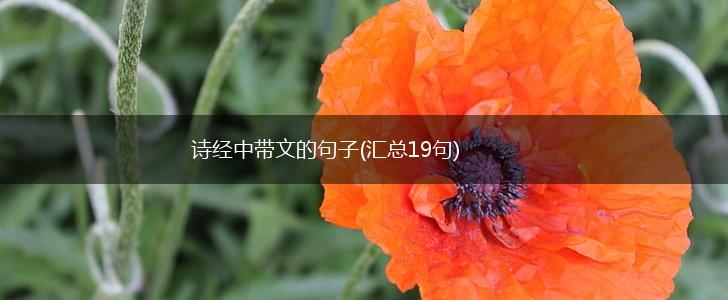 诗经中带文的句子(汇总19句),第1张