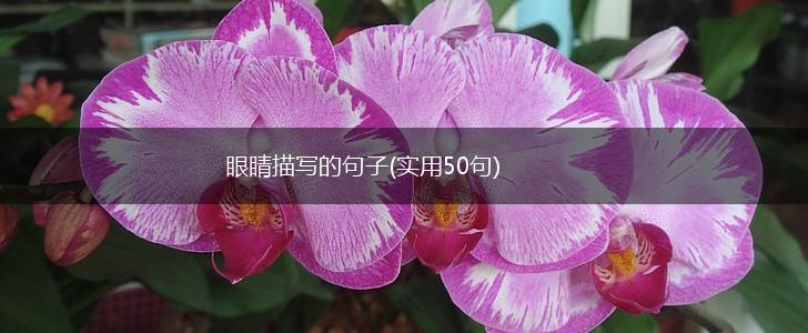 眼睛描写的句子(实用50句),第1张
