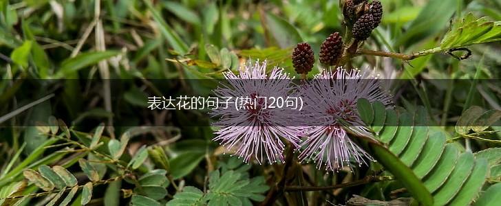 表达花的句子(热门20句),第1张