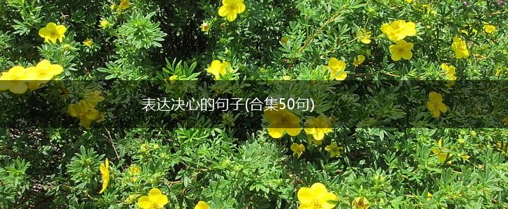 表达决心的句子(合集50句),第1张