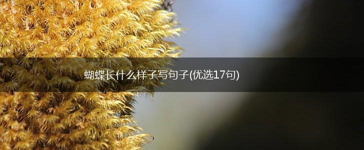蝴蝶长什么样子写句子(优选17句),第1张