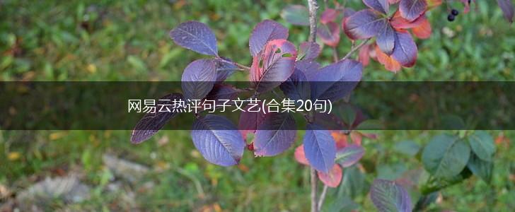 网易云热评句子文艺(合集20句),第1张