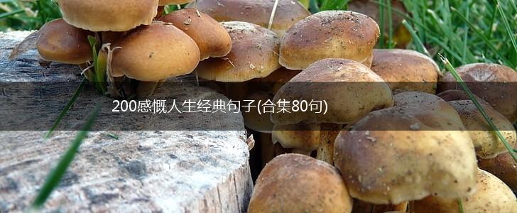 200感慨人生经典句子(合集80句),第1张