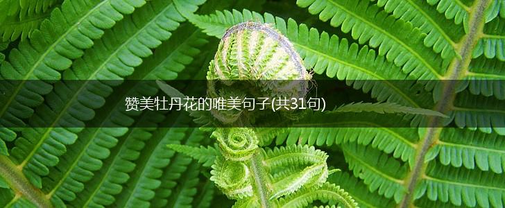 赞美牡丹花的唯美句子(共31句),第1张