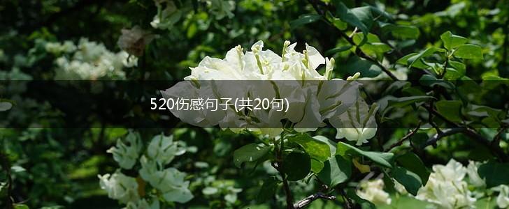 520伤感句子(共20句),第1张