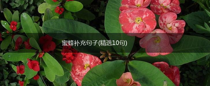 蜜蜂补充句子(精选10句),第1张