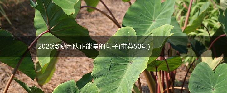 2020激励团队正能量的句子(推荐50句),第1张