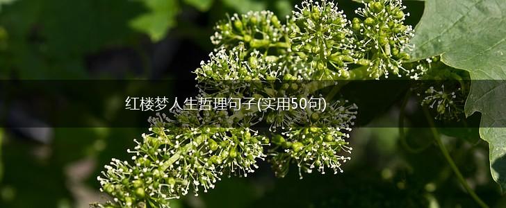 红楼梦人生哲理句子(实用50句),第1张