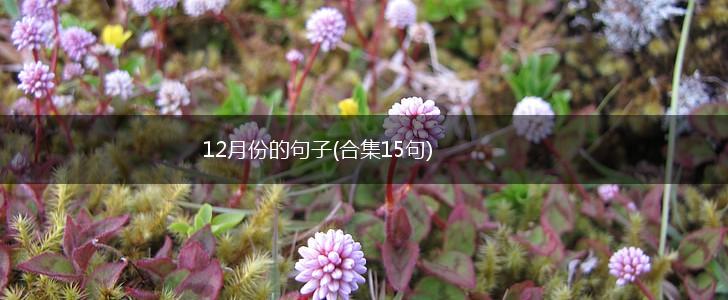 12月份的句子(合集15句),第1张