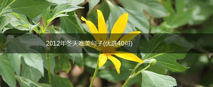 2012年冬天唯美句子(优选40句),第1张