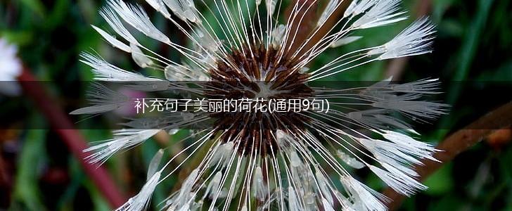 补充句子美丽的荷花(通用9句),第1张