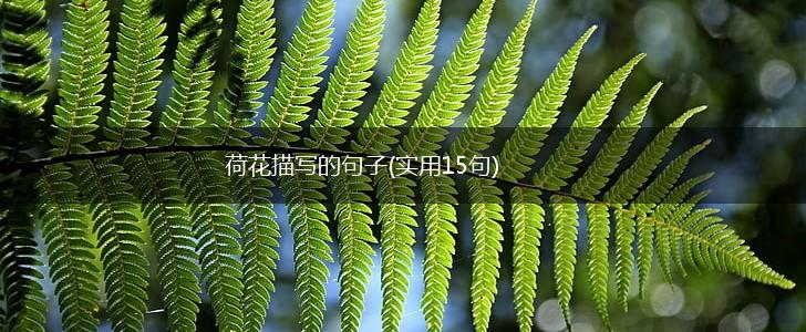 荷花描写的句子(实用15句),第1张