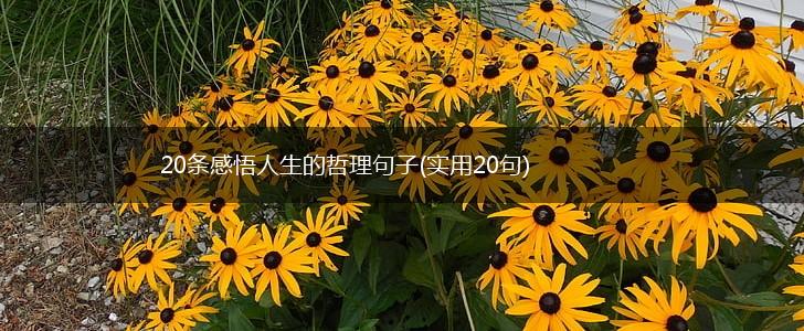 20条感悟人生的哲理句子(实用20句),第1张