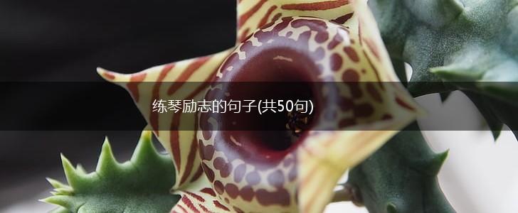 练琴励志的句子(共50句),第1张